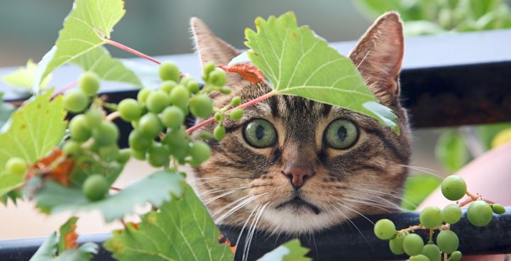 Beautiful view of Raisin Poisoning Symptoms In Cats Treatment
