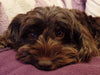 Travelling With Your Cockapoo Puppy: Top Tips