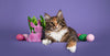Easter Dangers for Cats: 4 Common Hazards Every Owner Should Know