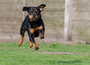 825545-rottweiler-747859 1920