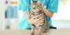 Abscesses in cats
