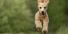 All About Zoomies in Dogs - 5 essentials for pawzzled pet parents.
