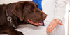 Antibiotics for dogs