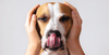 Blog header itchy ears (dog)