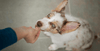 Blog header itchy skin - supplements (dog)