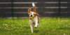 What you should know about joint supplements for dogs