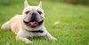 Brachycephalic Obstructive Airway Syndrome (BOAS) in dogs