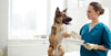 Caustic agent injuries in dogs