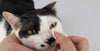 Conjunctivitis in cats