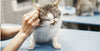 Ear problems in cats