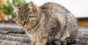 Cherry eye in cats
