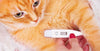 Fever of unknown origin in cats