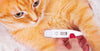 Fever of unknown origin in cats