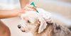 Flea allergy dermatitis in dogs