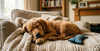 Cannabis (THC) Toxicity in Dogs