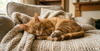 Introducing a New Cat: Expert Tips for a Smooth Transition
