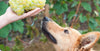 Grape and raisin poisoning in dogs