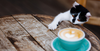 Caffeine Poisoning in Cats