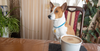 Caffeine Poisoning in Dogs
