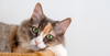 Hypertrophic Cardiomyopathy in Cats