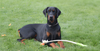 Dilated Cardiomyopathy in Dogs