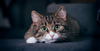Recreational drug poisoning in cats