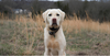 Recreational drug poisoning in dogs