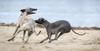 Corns in dogs
