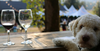 Alcohol poisoning in dogs
