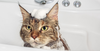 How to bathe a cat
