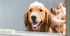 How to bathe a dog