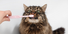 Teeth brushing in cats