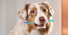 Teeth brushing in dogs