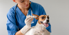 Applying ear drops to dogs