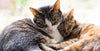 Hyperthyroidism in cats