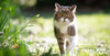 Bowel incontinence in cats