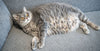Obesity in cats