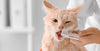 Periodontal disease in cats