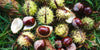 Are conkers poisonous to dogs?