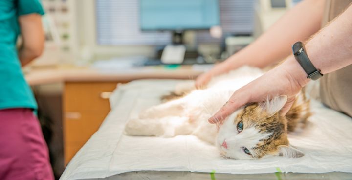 Castration in cats | Health A-Z