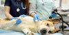 Endoscopy in dogs