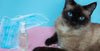 Alcohol poisoning in cats