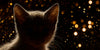 Cats and fireworks - how to keep your cat calm