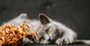 Liver Shunts in Cats