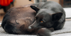 Hair loss in dogs