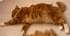 Hair loss in cats
