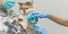 Cleaning wounds in cats