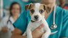 Puppy Neutering Explained: Benefits, Timing, and What to Expect
