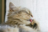 Hairballs in cats