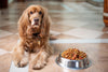 The Complete Cocker Spaniel Puppy Feeding Guide